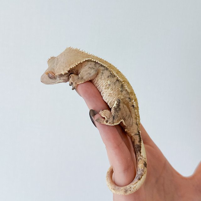 텐저린 트라이 익스트림할리퀸