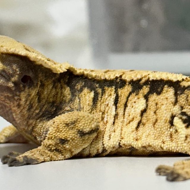 트라이 익스트림할리퀸