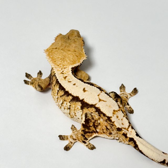 트라이 익스트림할리퀸