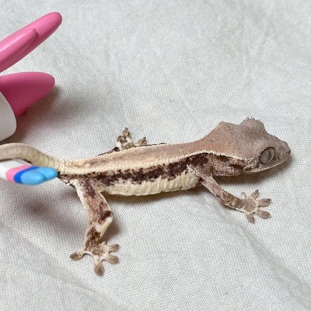 릴리 세이블 풀핀