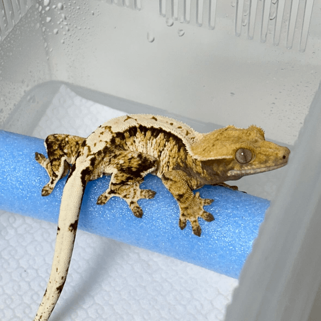 트라이 익스트림할리퀸