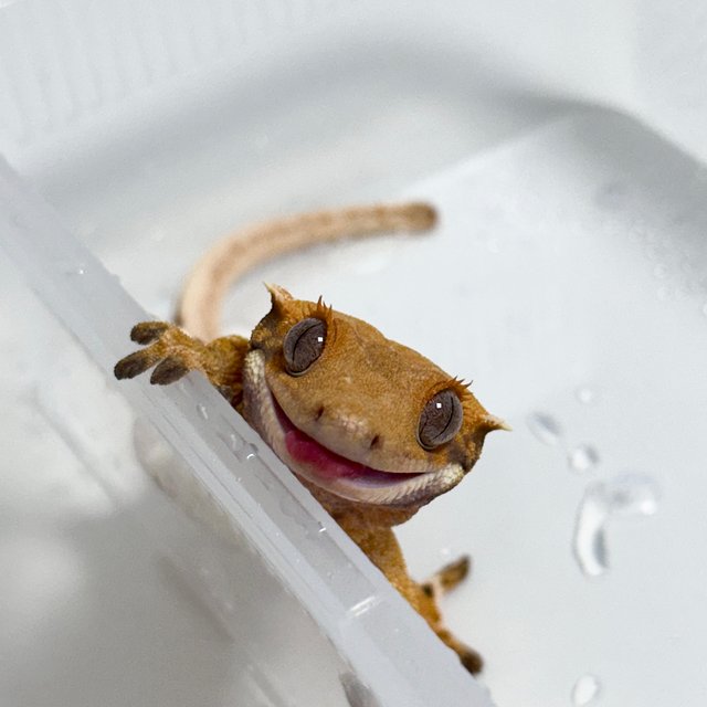 텐저린 트라이 익스트림할리퀸