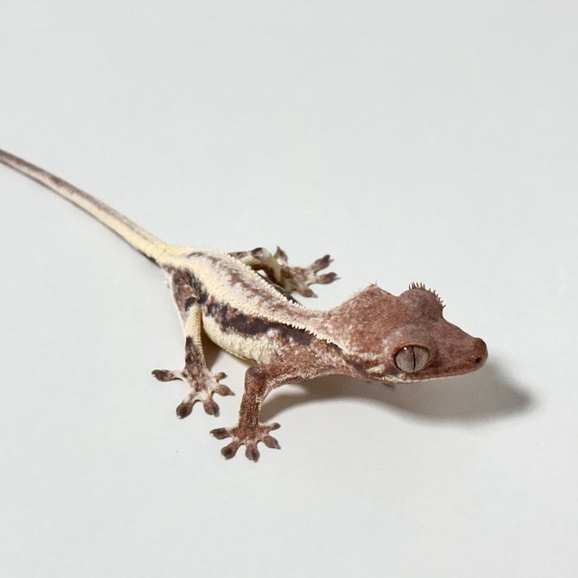 릴리 세이블 풀핀