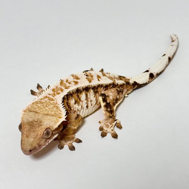 트라이 익스트림할리퀸 화이트크라운 화이트핀