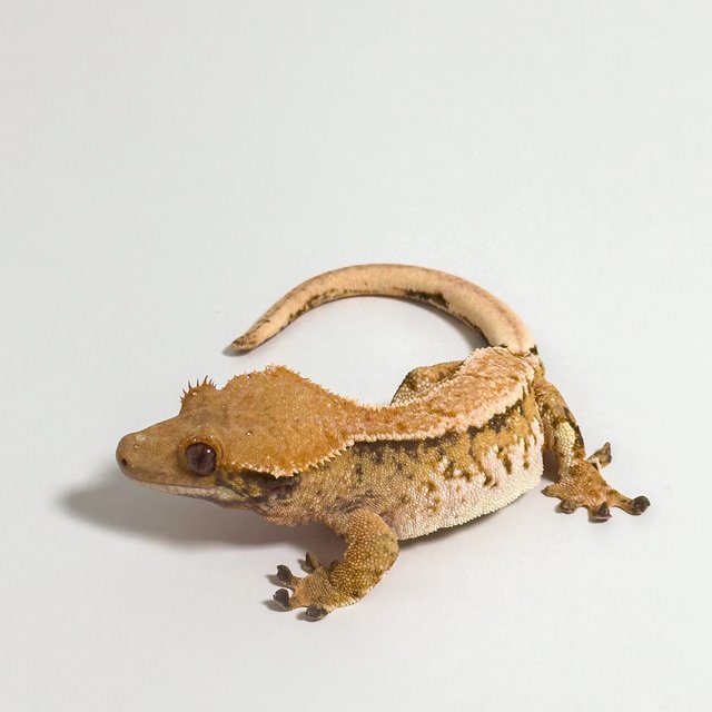 텐저린 트라이 익스트림할리퀸