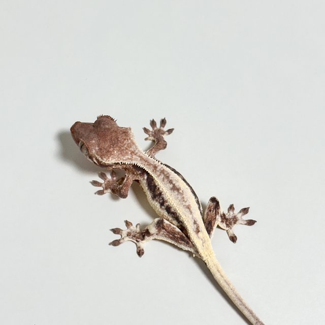 릴리 세이블 풀핀