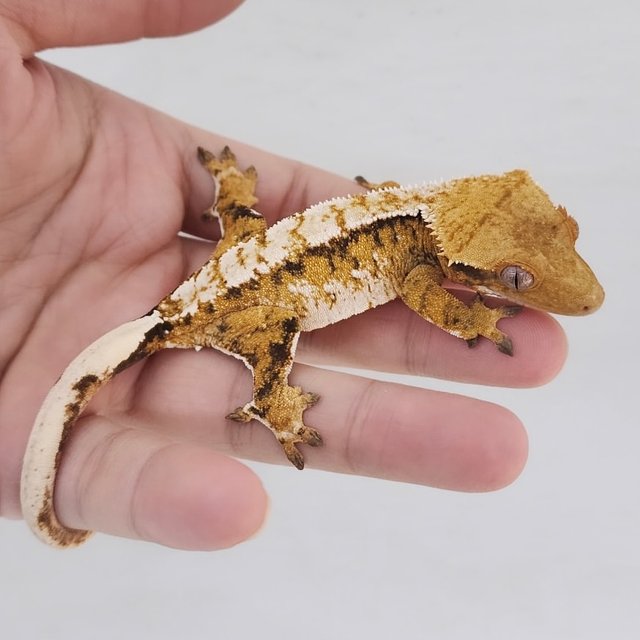 텐저린 트라이 익스트림할리퀸