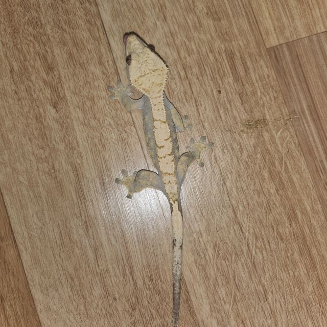 노멀 할리퀸