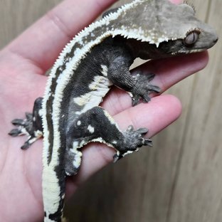 아잔틱 (부)