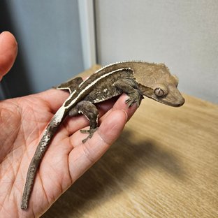 아잔틱 (부)