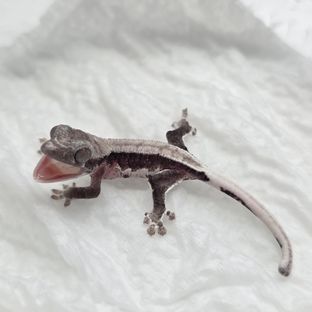 릴잔틱