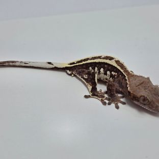 풀핀 트라이 카푸치노