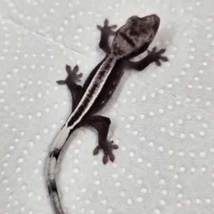 아잔틱