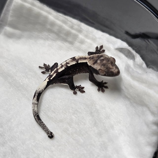 아잔틱