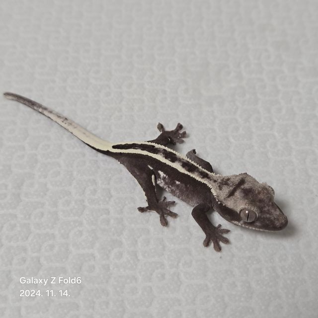 아잔틱