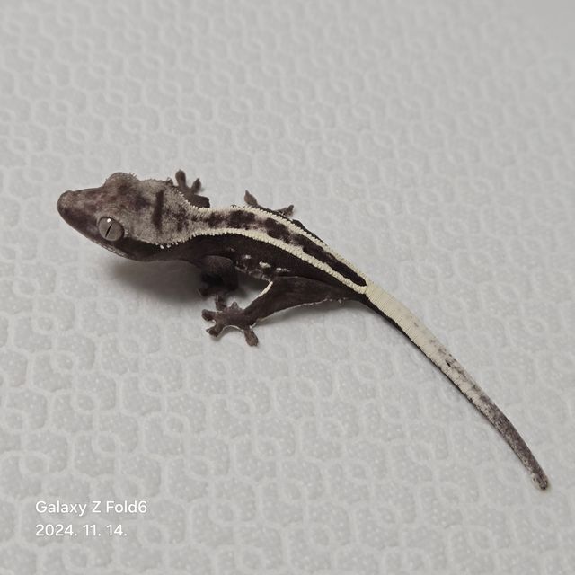 아잔틱