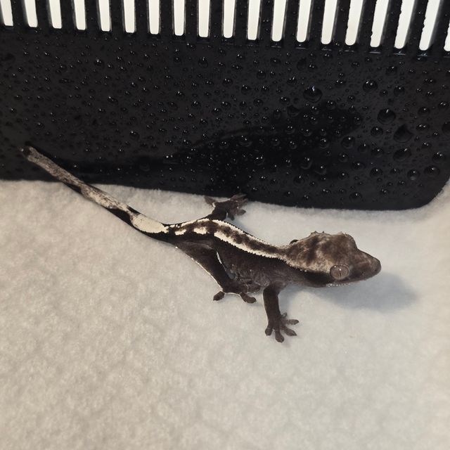 아잔틱