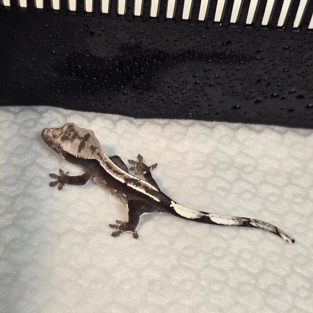 아잔틱