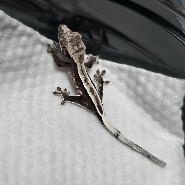 아잔틱