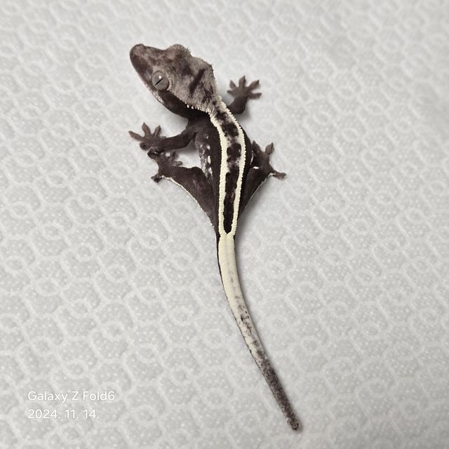 아잔틱