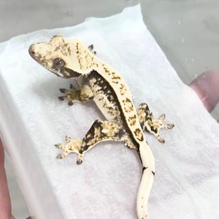 노멀 트라이 화이트