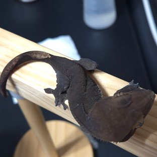 100%헷아잔틱 팬텀 다크