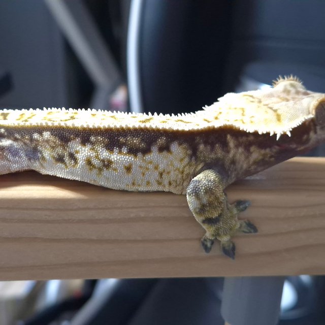 노멀 트라이 화이트