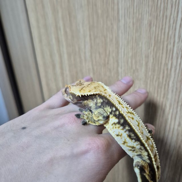 노멀 트라이 화이트