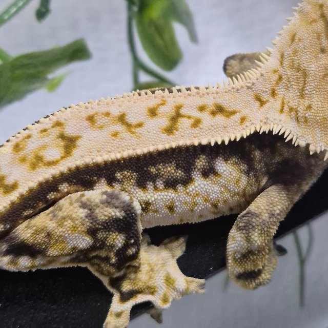 노멀 트라이 화이트