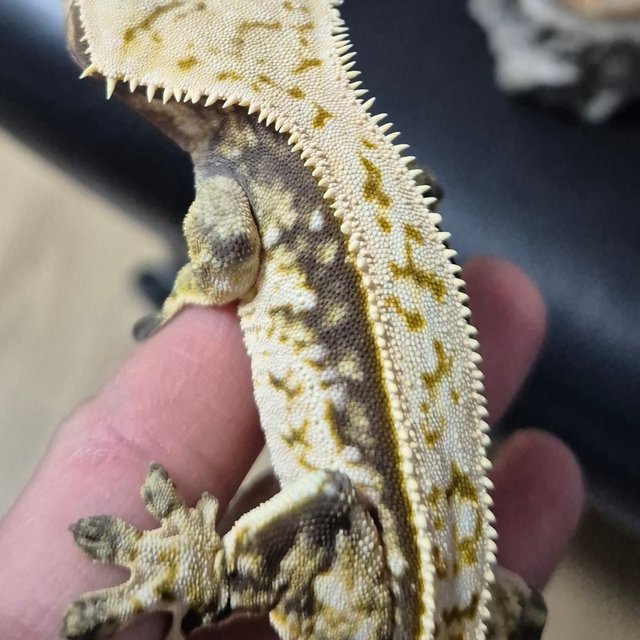 노멀 트라이 화이트