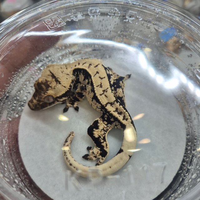 노멀 블랙 화이트