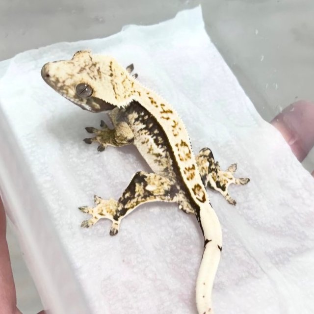 노멀 트라이 화이트