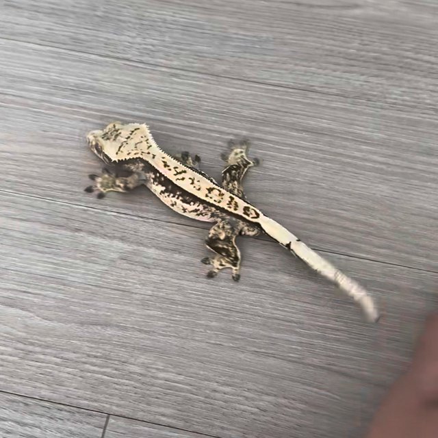 노멀 트라이 화이트