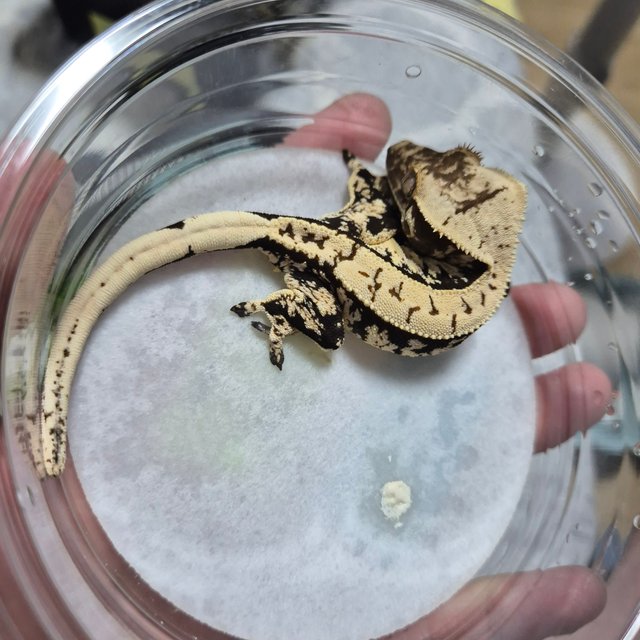 노멀 블랙 화이트