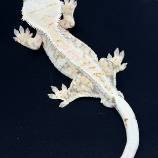 드리피 화이트스팟 익스트림할리퀸