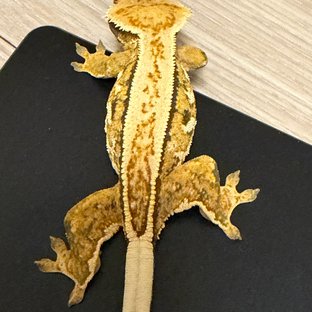 풀핀 쿼드 핀스트라이프