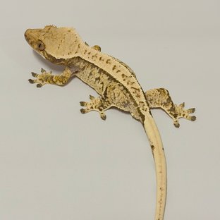 익스트림할리퀸 화이트스팟 풀핀