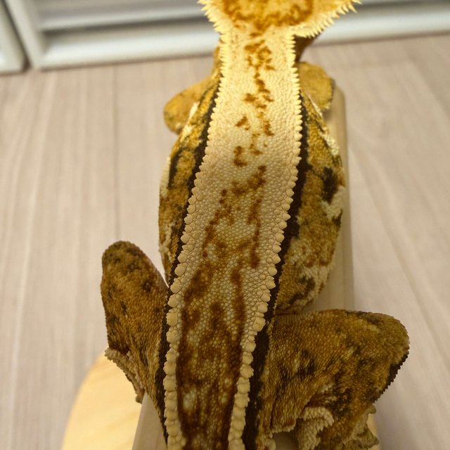 풀핀 쿼드 핀스트라이프