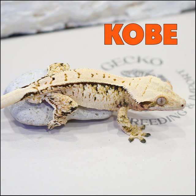 익스트림할리퀸 화이트스팟 풀핀