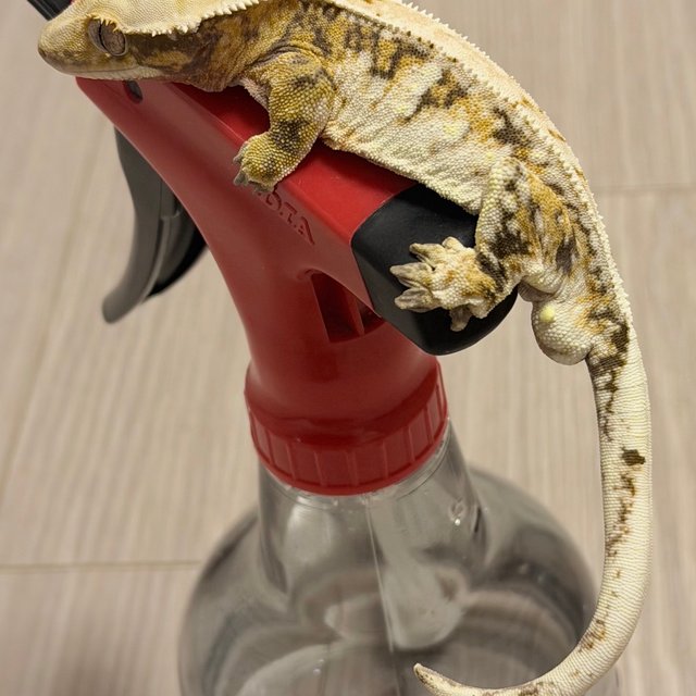 드리피 화이트스팟 익스트림할리퀸