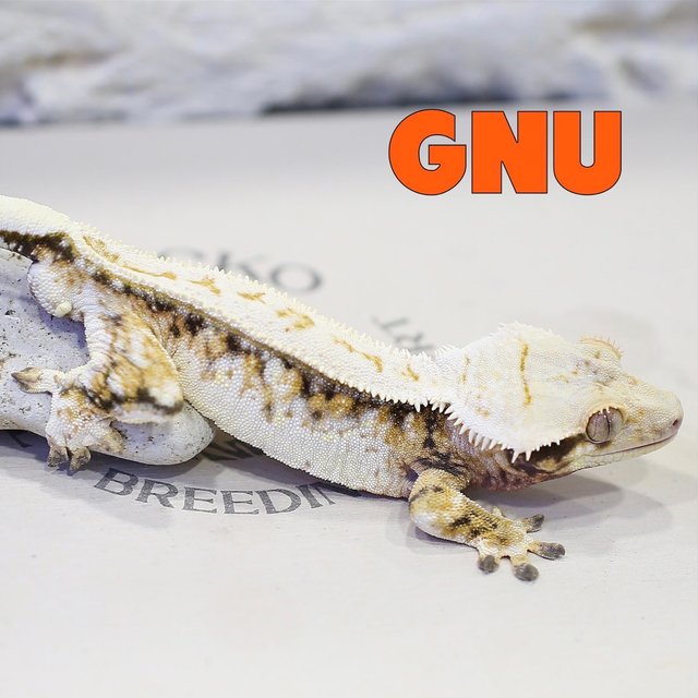 드리피 화이트스팟 익스트림할리퀸