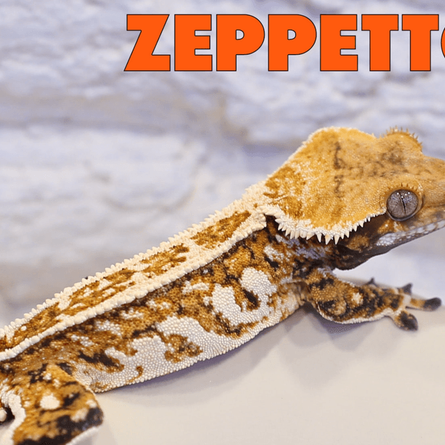 풀핀 쿼드 핀스트라이프