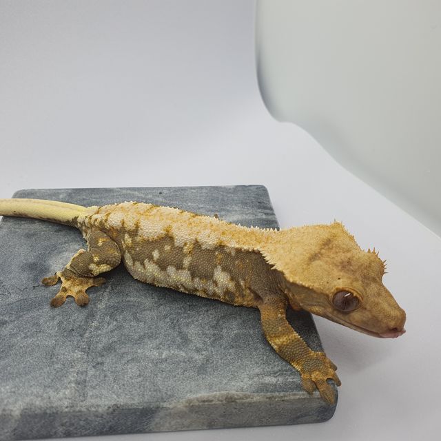 릴리화이트 팬텀