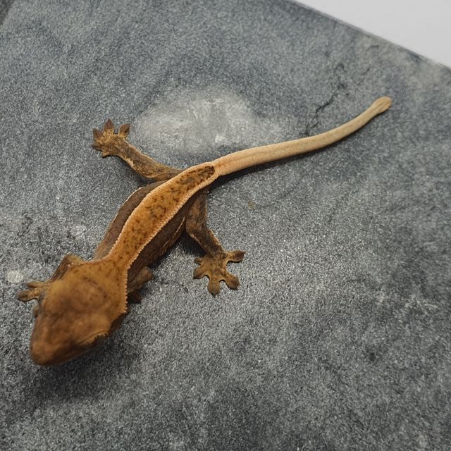 쿼드 풀핀