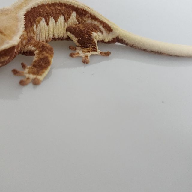 릴리화이트