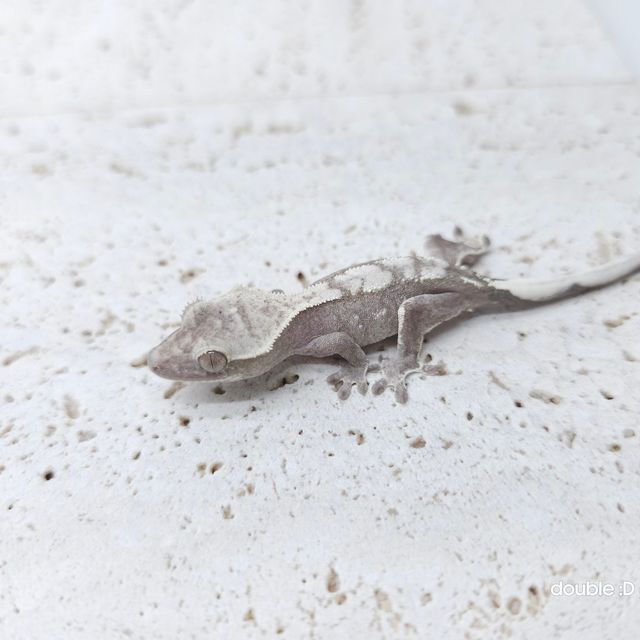 아잔틱