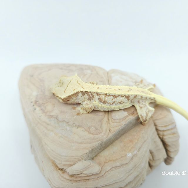 릴리화이트