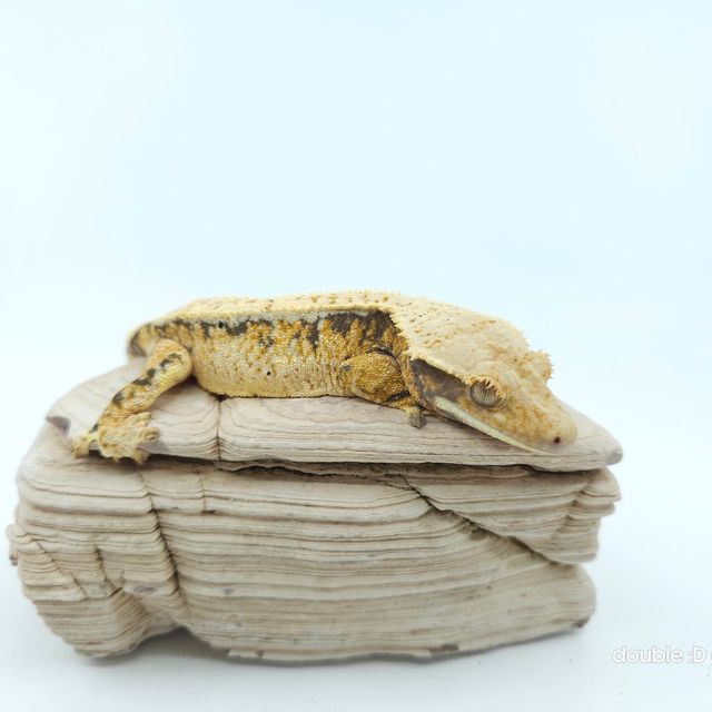 트라이