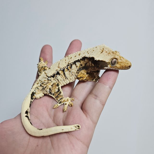 트라이