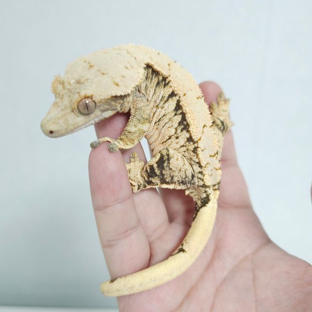 트라이